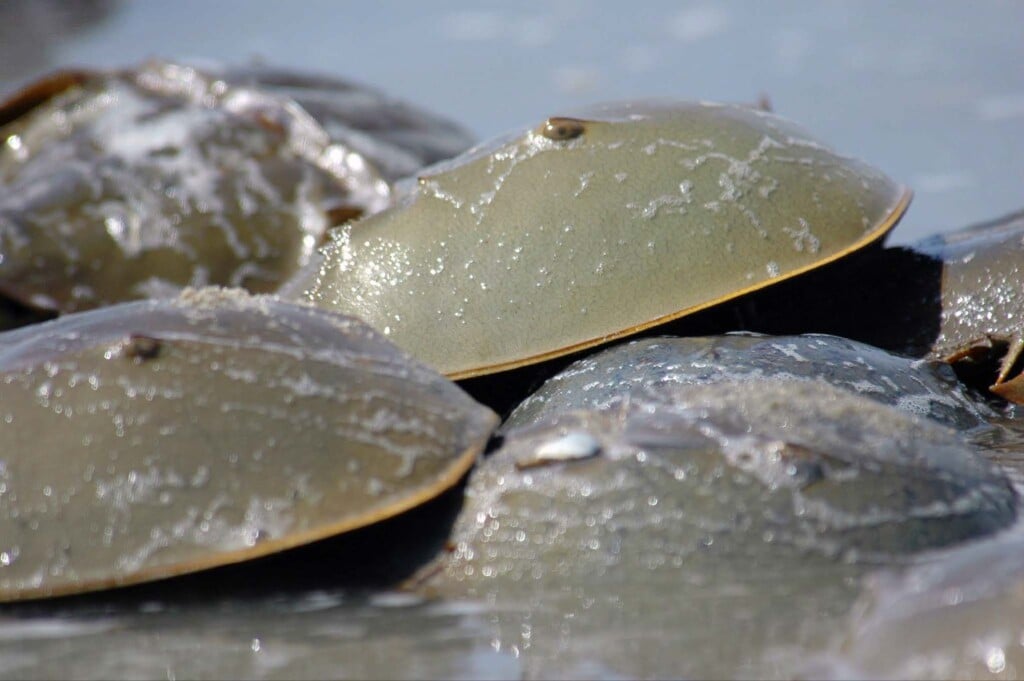 Horseshoe Crab Gregory Breese Fws