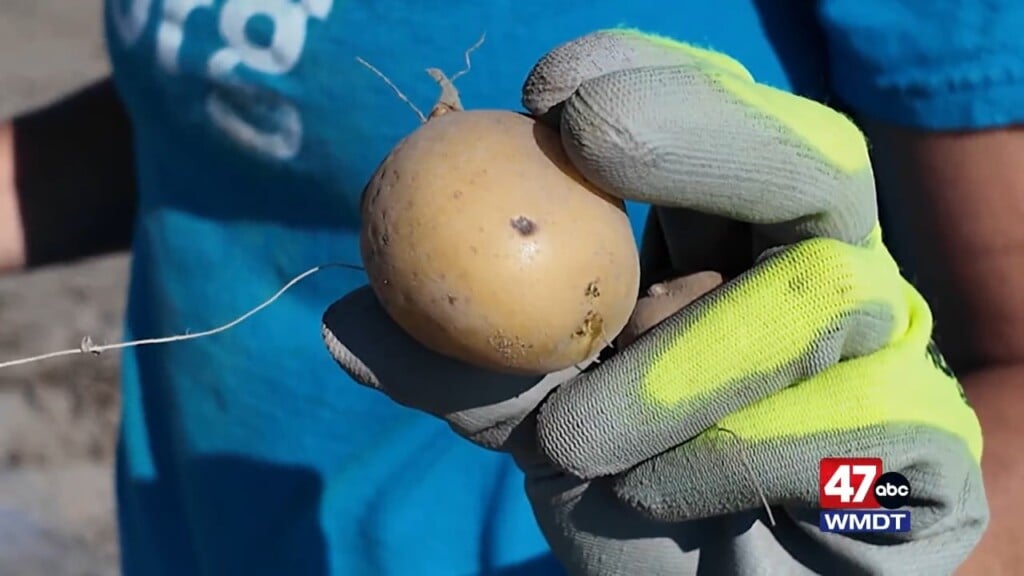 Potato Pack