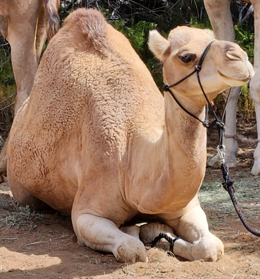 Camels