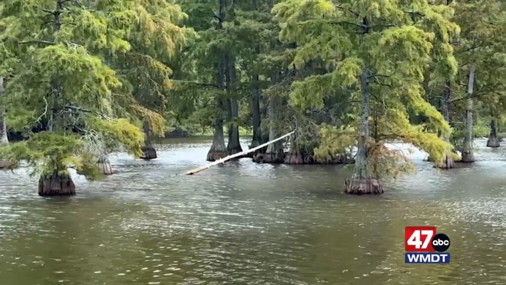 Discover Delmarva: Delaware's Hidden Bayou