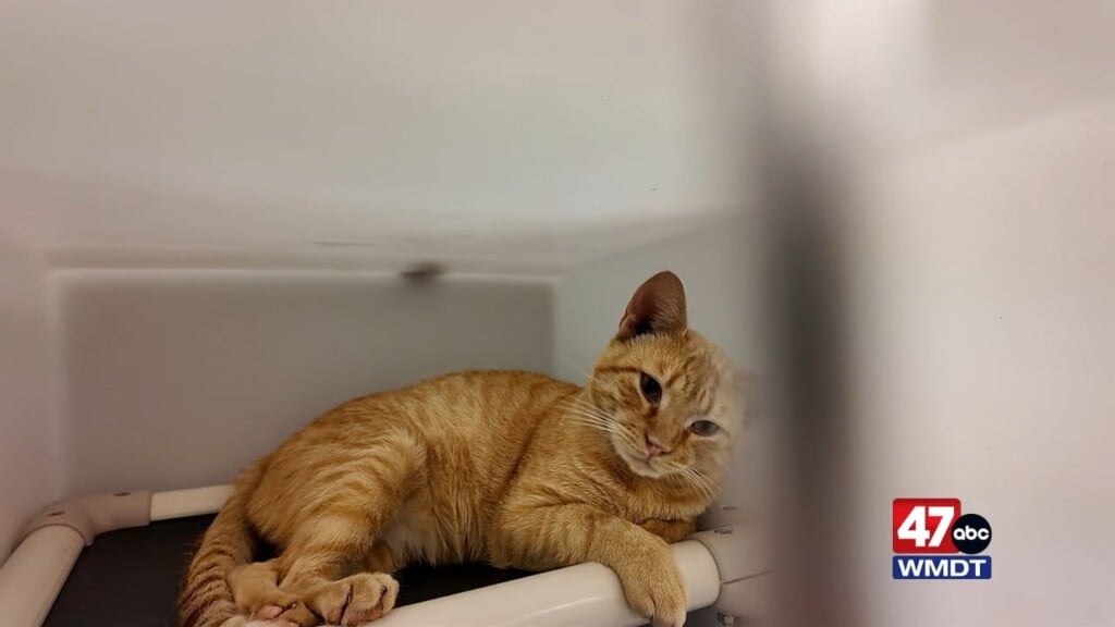 Humane Wicomico