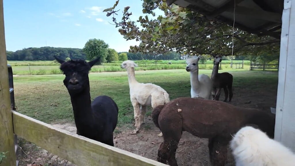 Discover Delmarva: Free Range Fleece