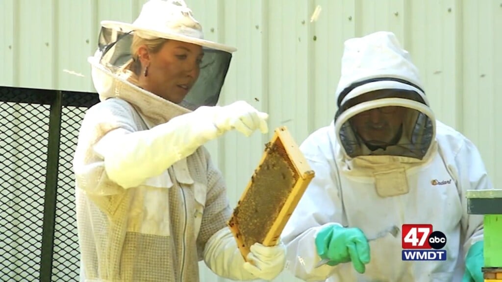 Shore To Shore: Bees