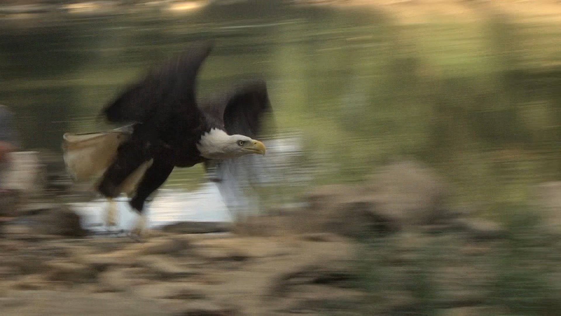 Bald Eagle Rescued by Fishermen on Sept. 11th Released Back in t