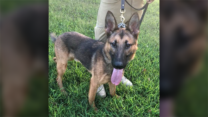 Warren Co. Sheriff's Office purchases new police K9
