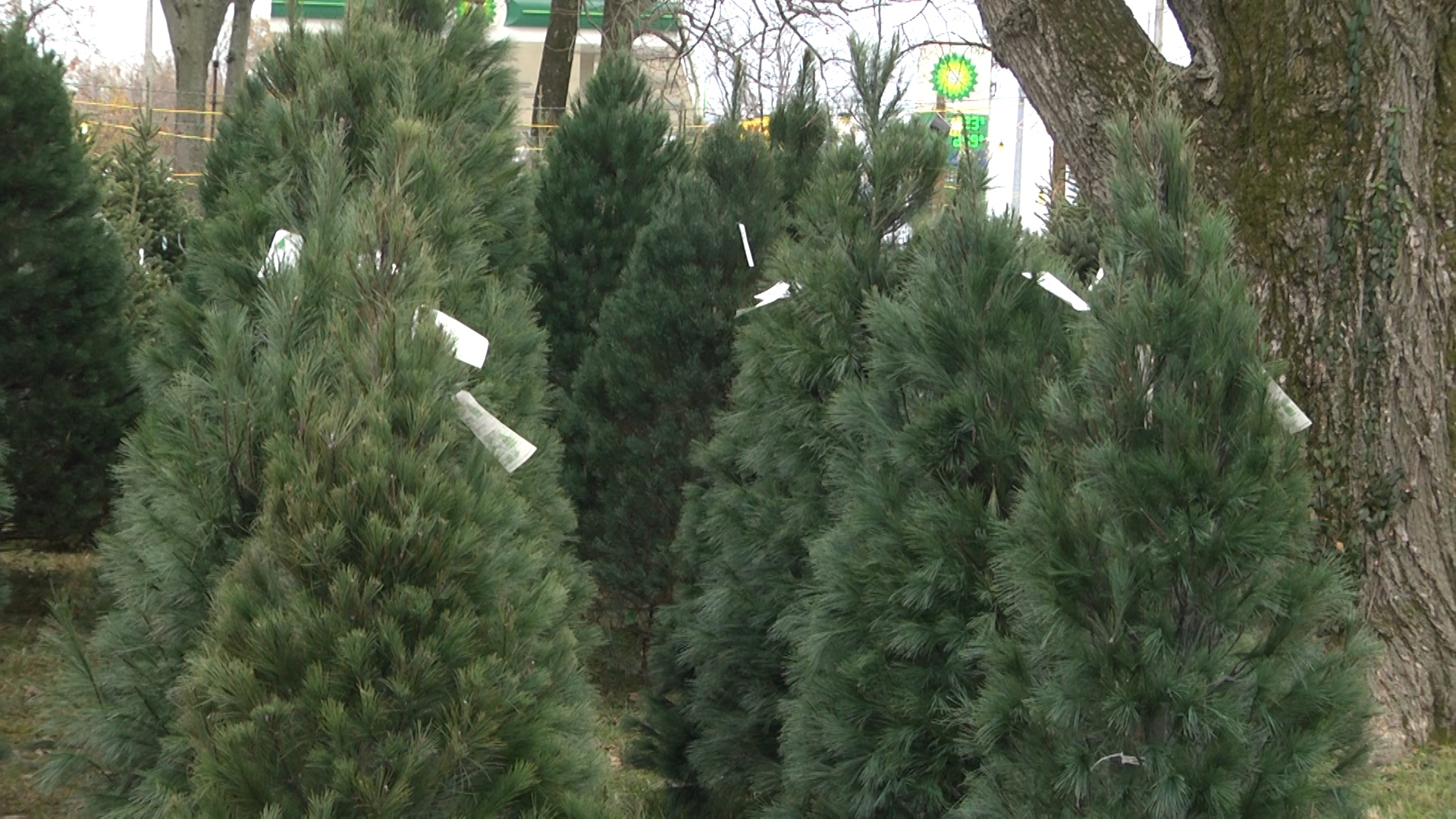 Christmas trees take on new life as fish habitat WNKY News 40 Television