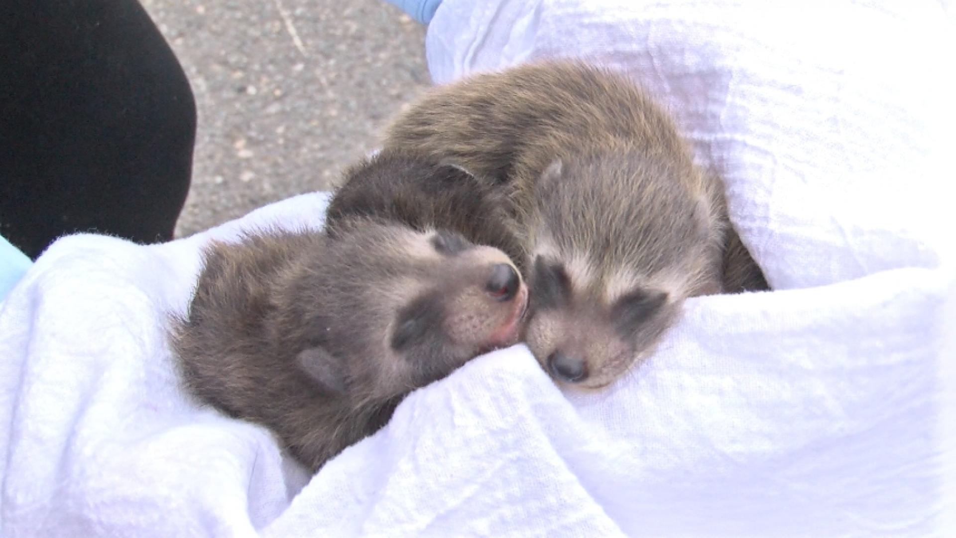 Raccoon litter found in dumpster - WNKY News 40 Television