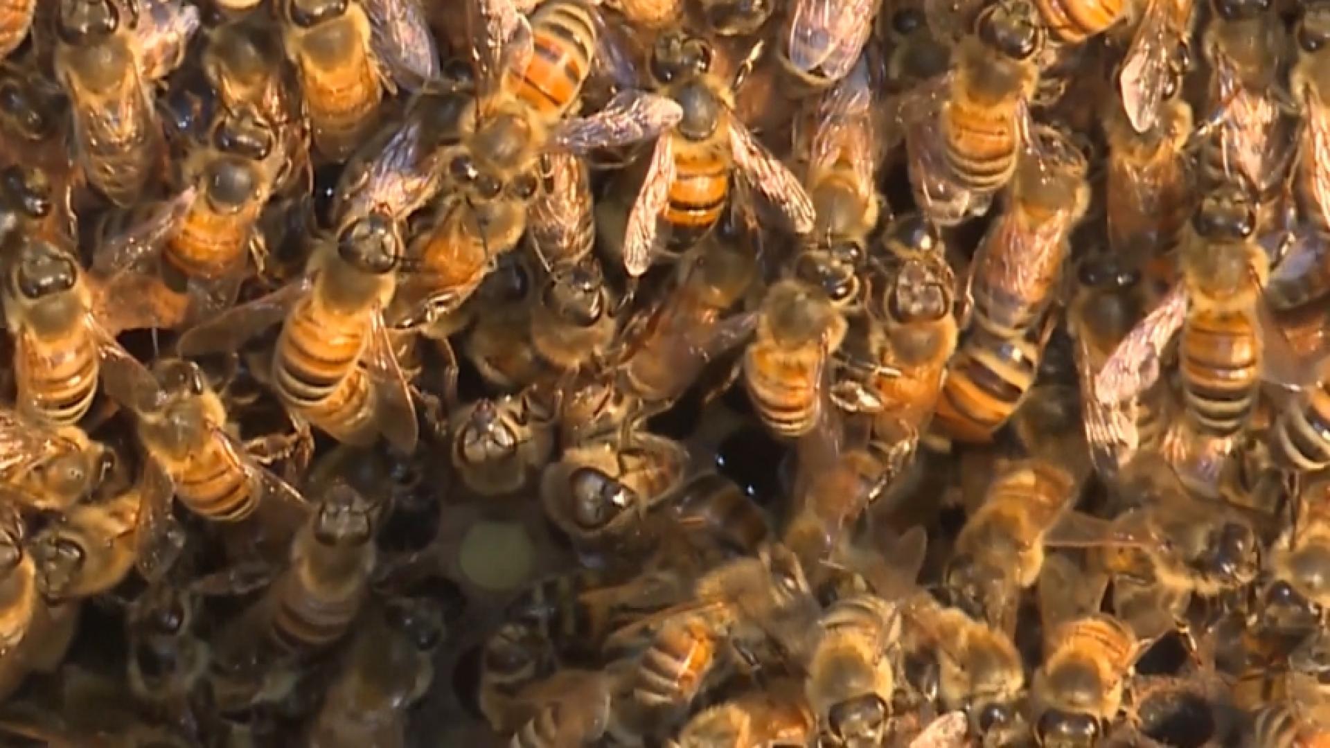 Arizona Man Stung To Death By Bees Wnky News 40 Television