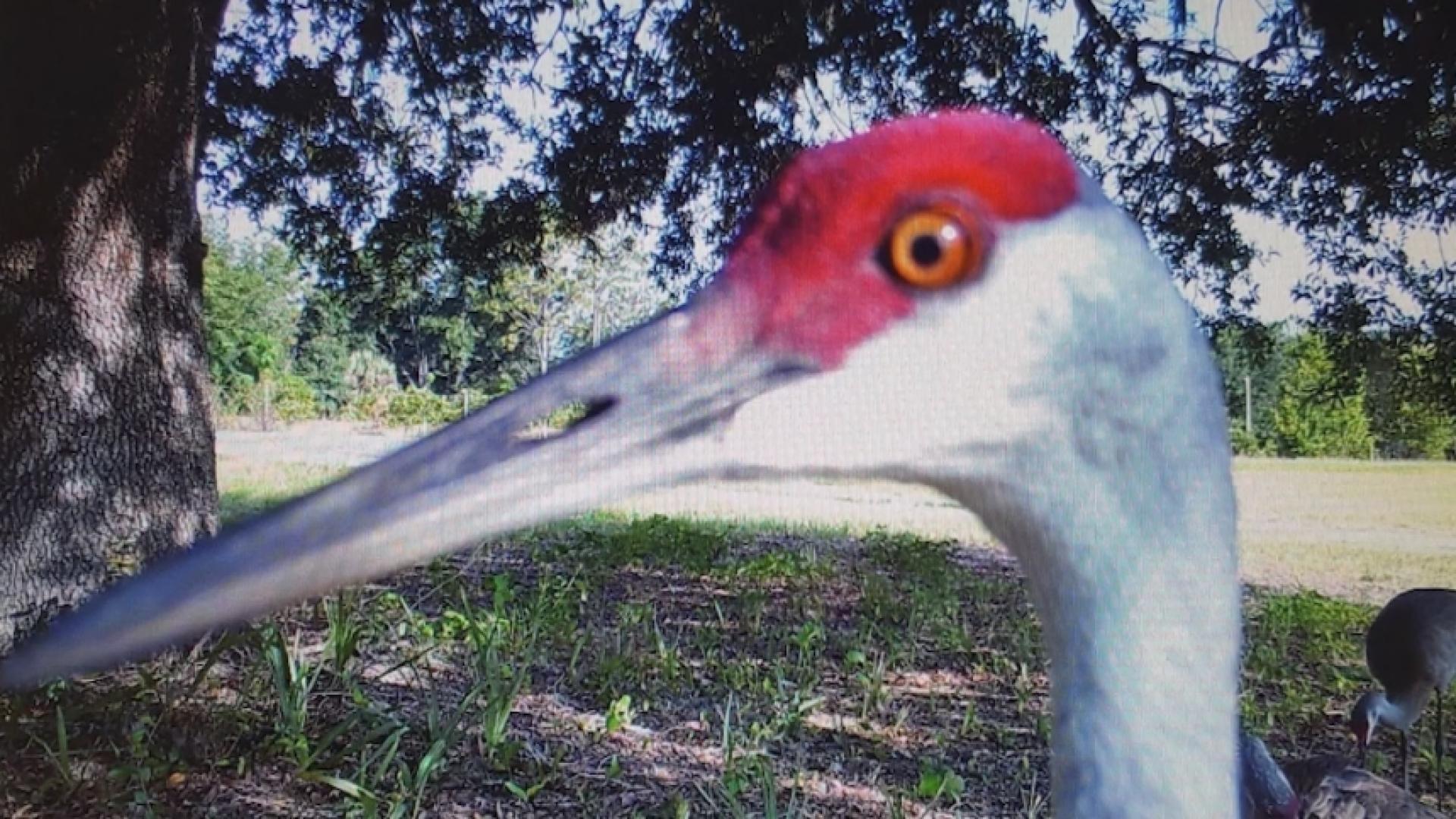 Sandhill Cranes Targeted WNKY News 40 Television