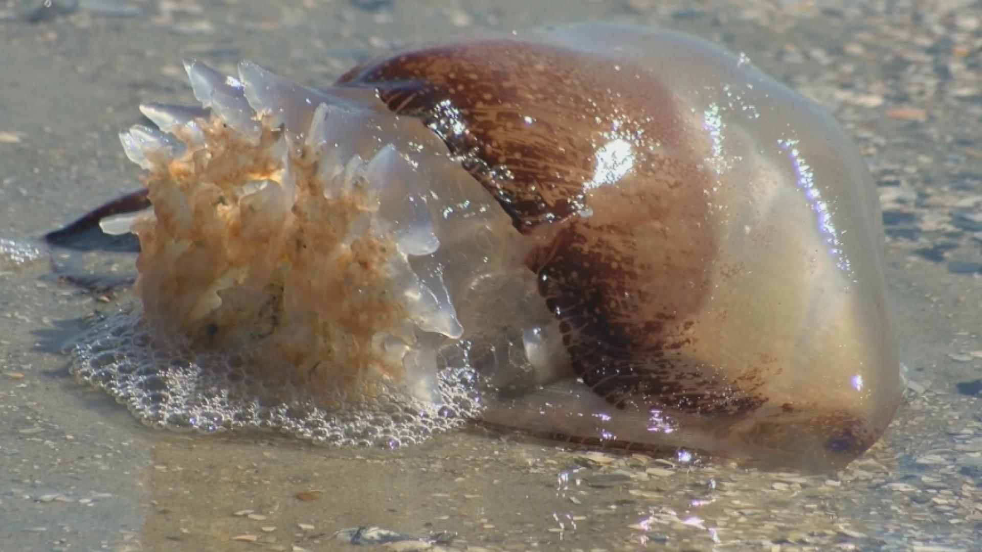 Watch your step Jellyfish wash ashore WNKY News 40 Television
