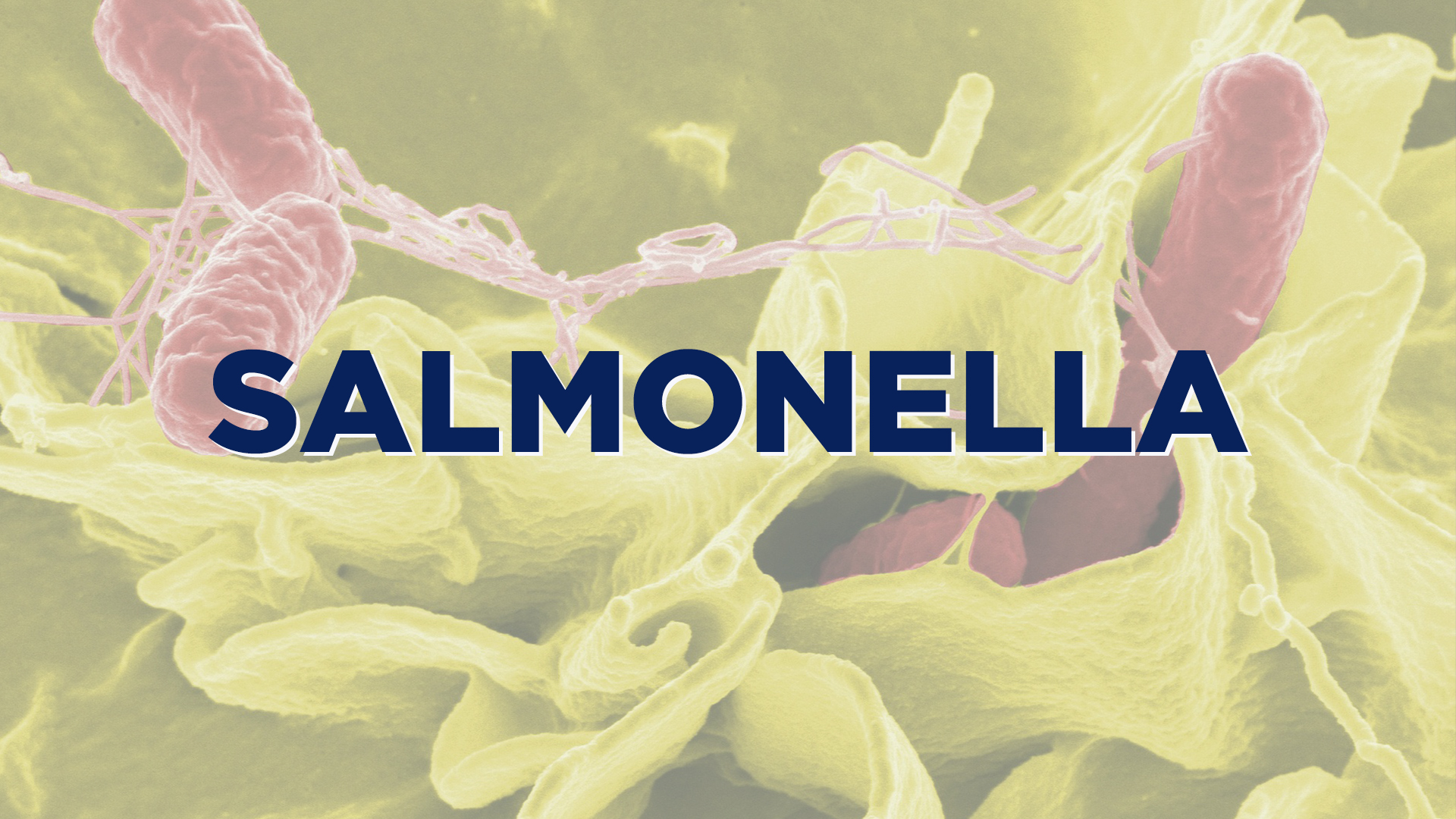 Precut melon linked to Kentucky Salmonella cases WNKY News 40 Television