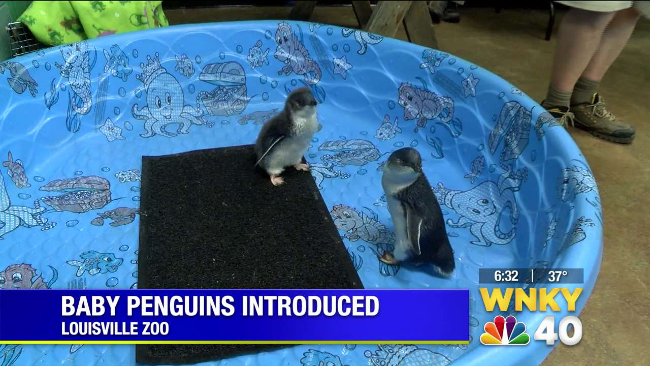 Little penguins hatched at Louisville Zoo - WNKY 40 News