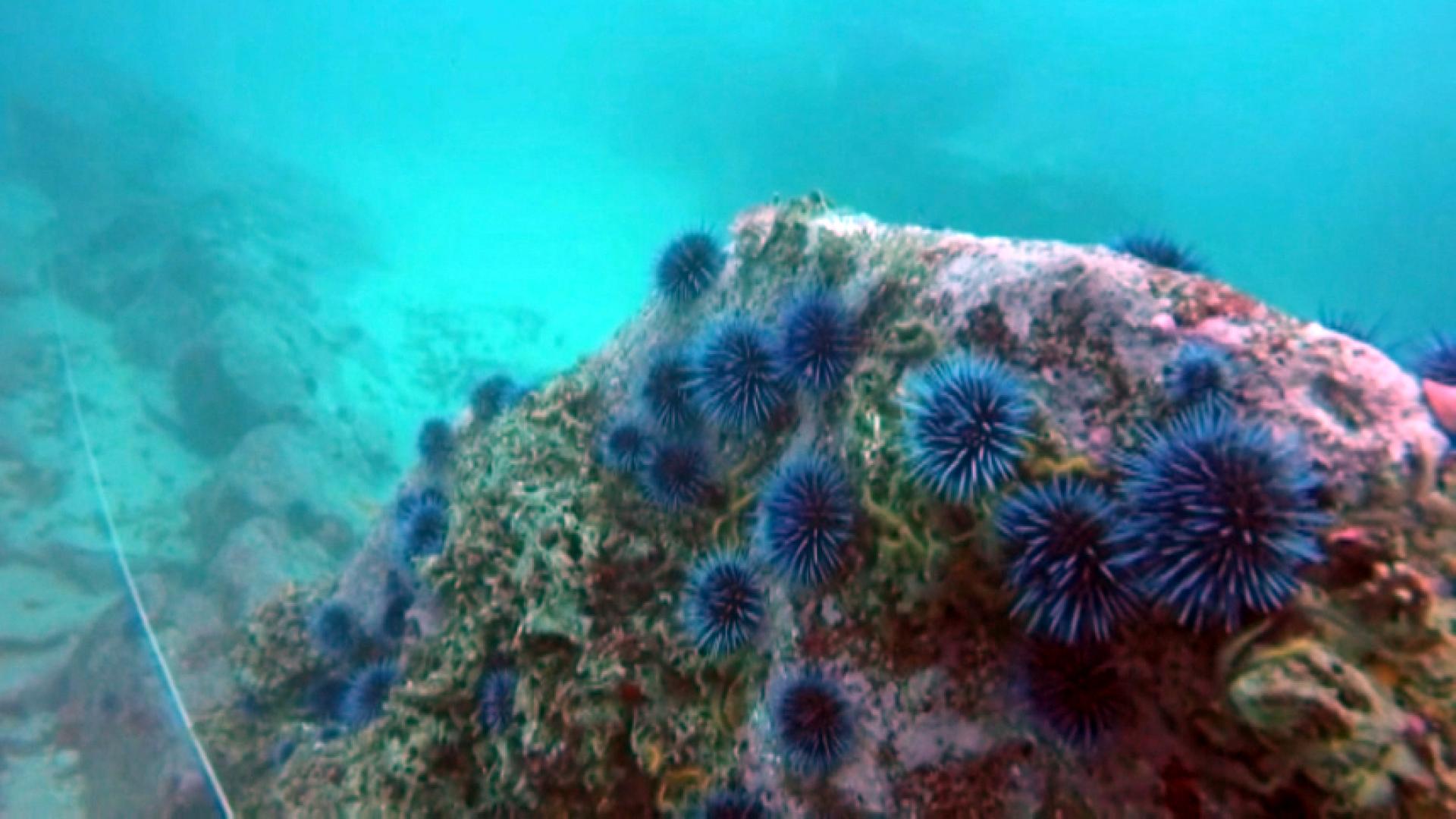 sea-urchins-invade-monterey-bay-wnky-news-40-television