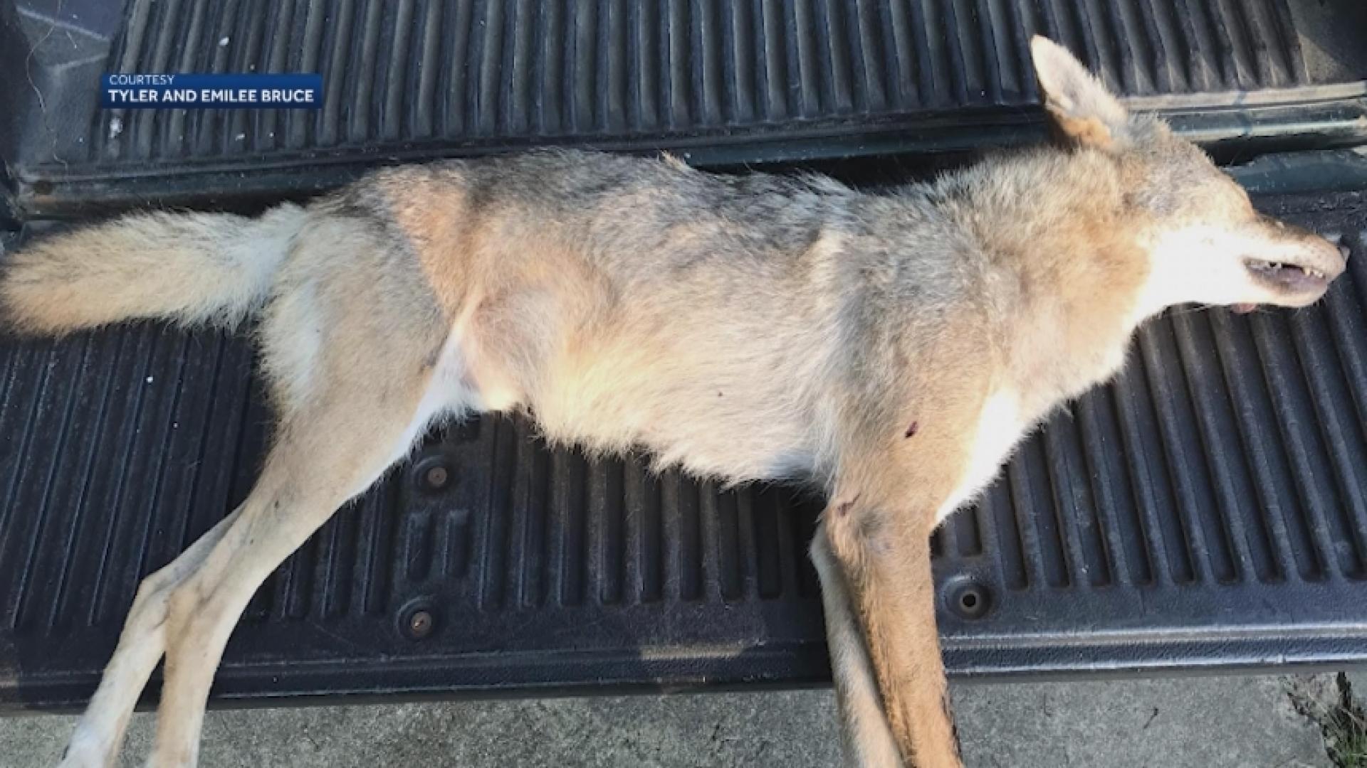 Coyote invades Alabama home - WNKY News 40 Television