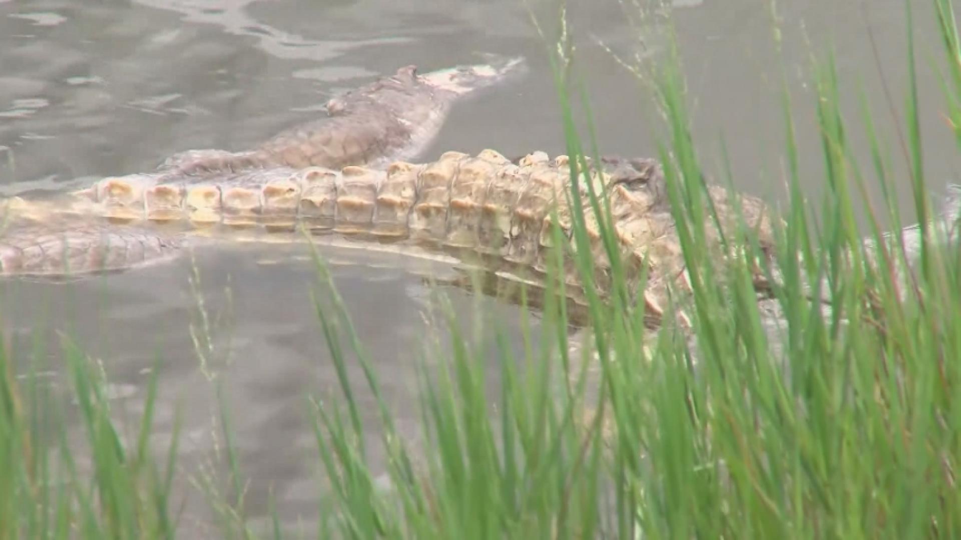 Alligators targeted in Florida canal WNKY News 40 Television