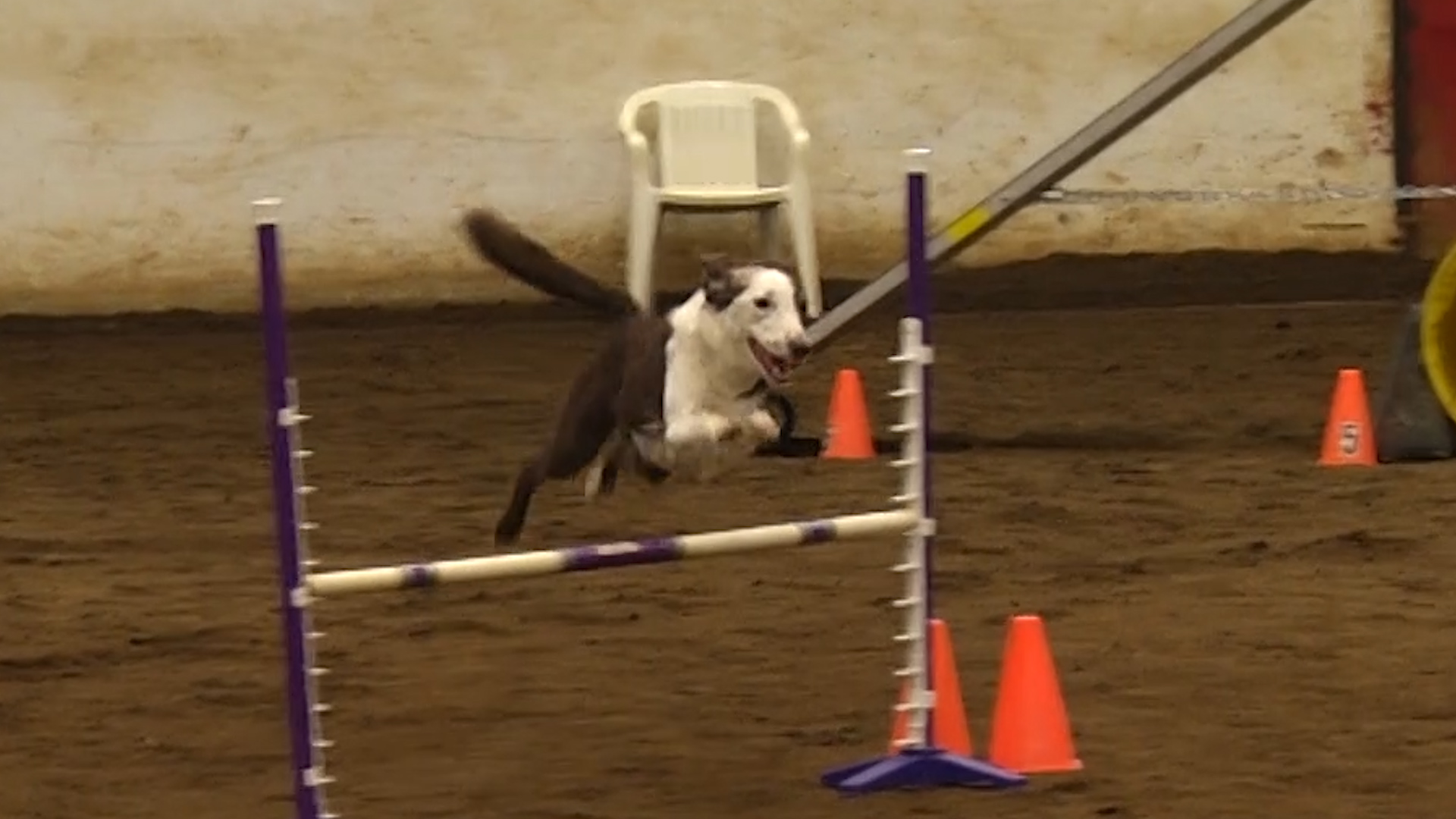 Dog agility competition in Bowling Green WNKY News 40 Television