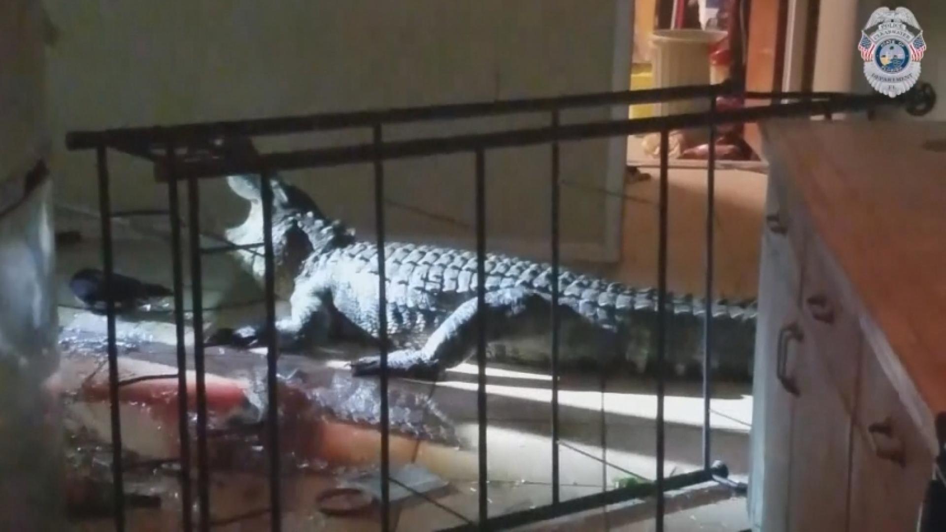 Act of gator? insurance company denies claim for alligator damage