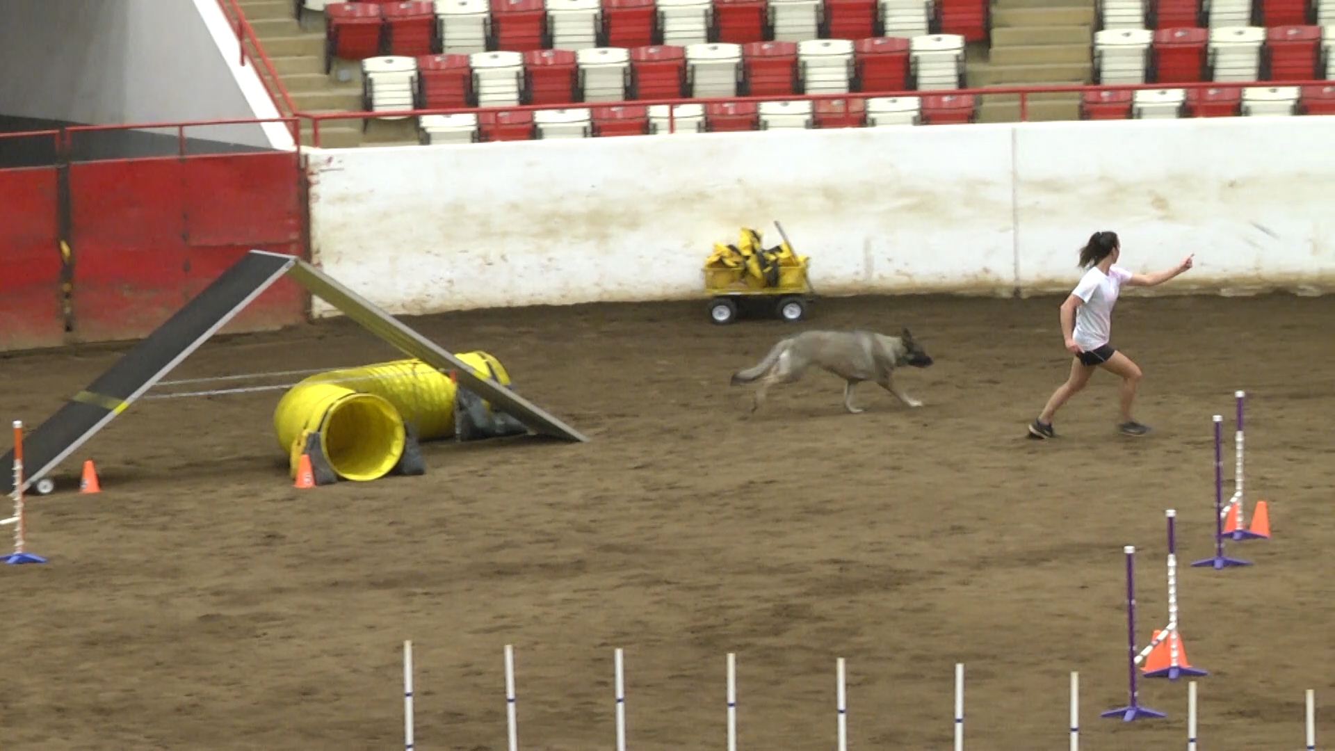 SoKY's Choice Ruff Dog Agility Trials WNKY News 40 Television