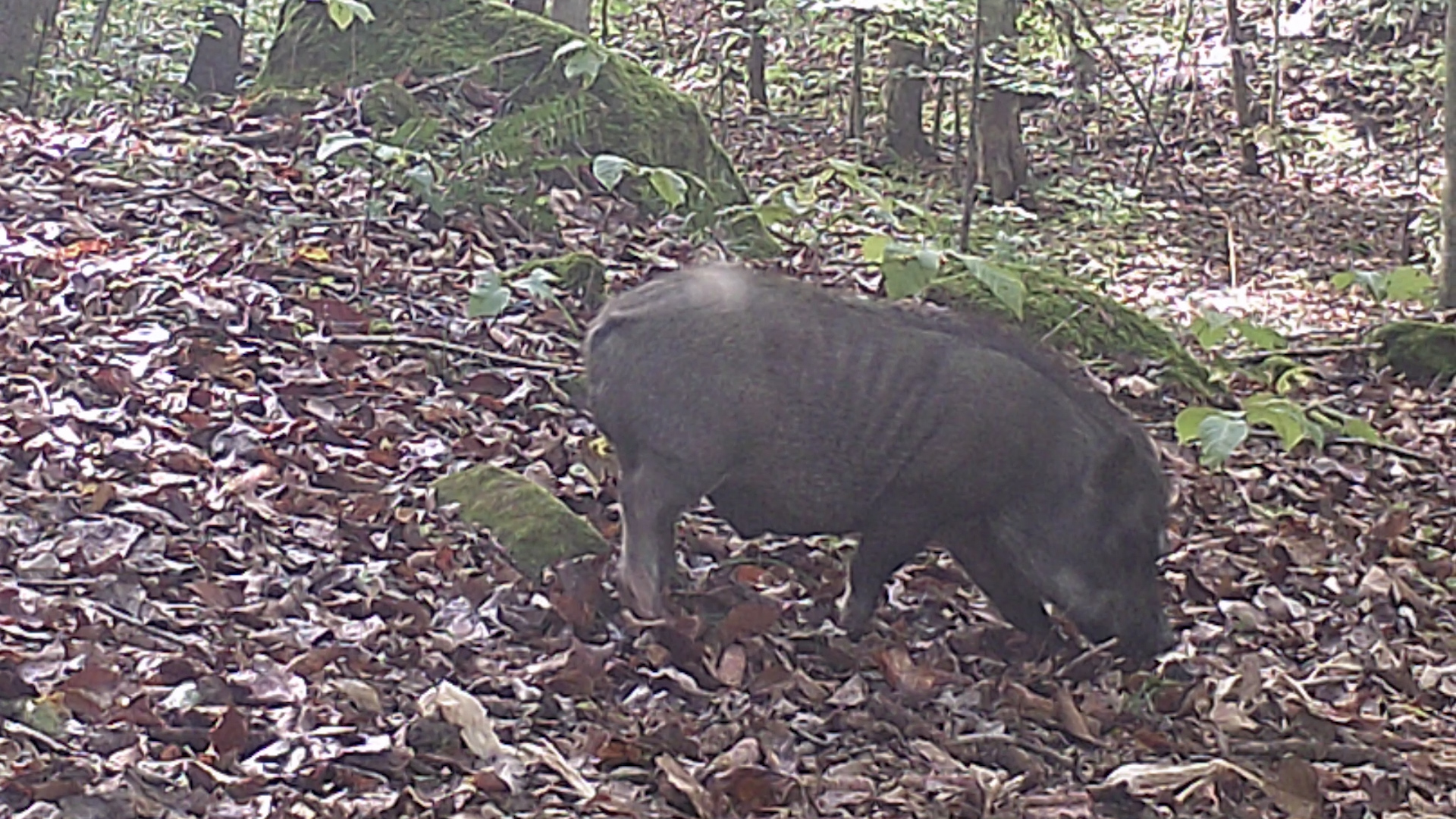 Kentucky Fish and Wildlife biologists believe reports of feral pigs
