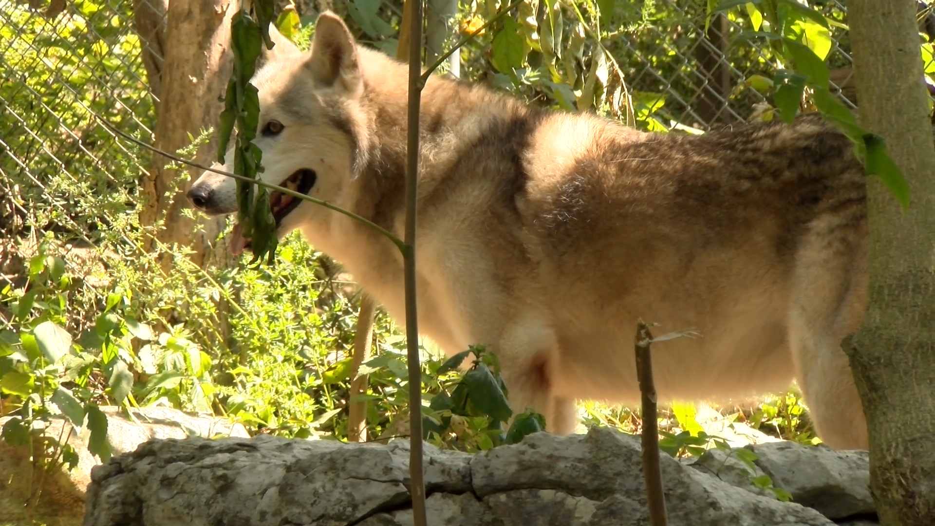 SoKY's Choice Meet the wolves at Kentucky Down Under WNKY News 40 Television