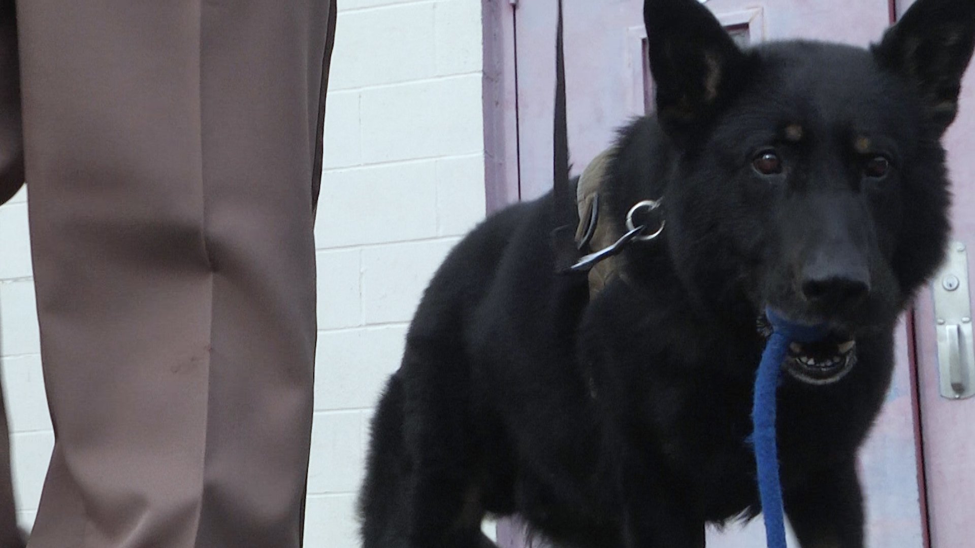 Edmonson County Sheriff's K9 to appear on A&E's 'America's Top Dog