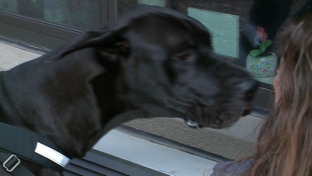 Great Dane Lifts Senior Spirits