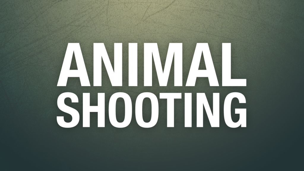 Animal Shooting