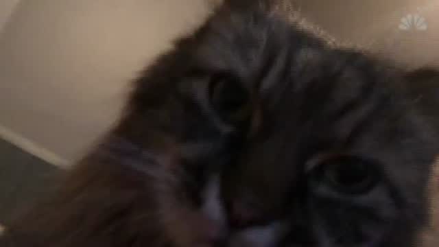 Pets & The Pandemic