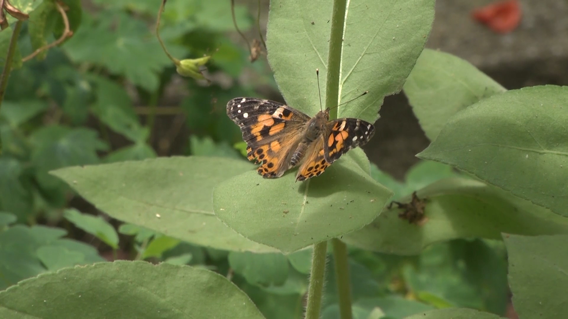 Sunrise Spotlight Lost River Cave Butterfly Habitat WNKY News 40