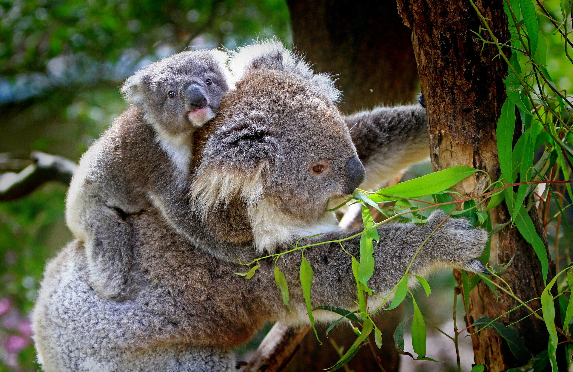 The koala population faces an immediate threat of extinction after the Australia bushfires, new report finds karyomitotic