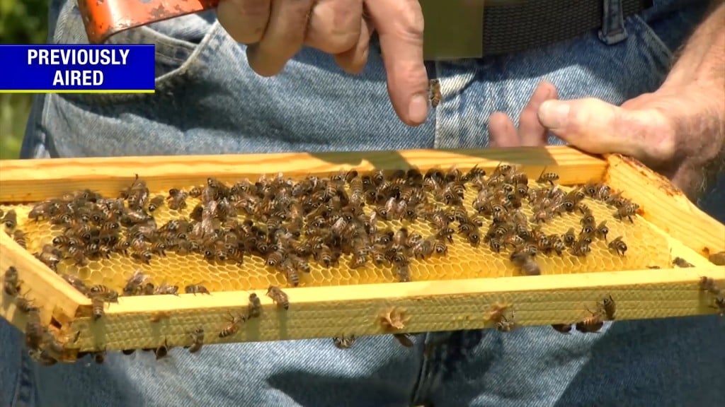 Bees!