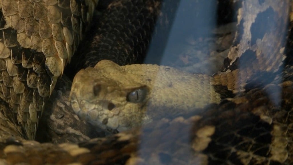 Snake Pic0