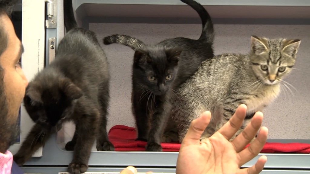 Friday Pets 5 29 20.00 00 22 47.still001