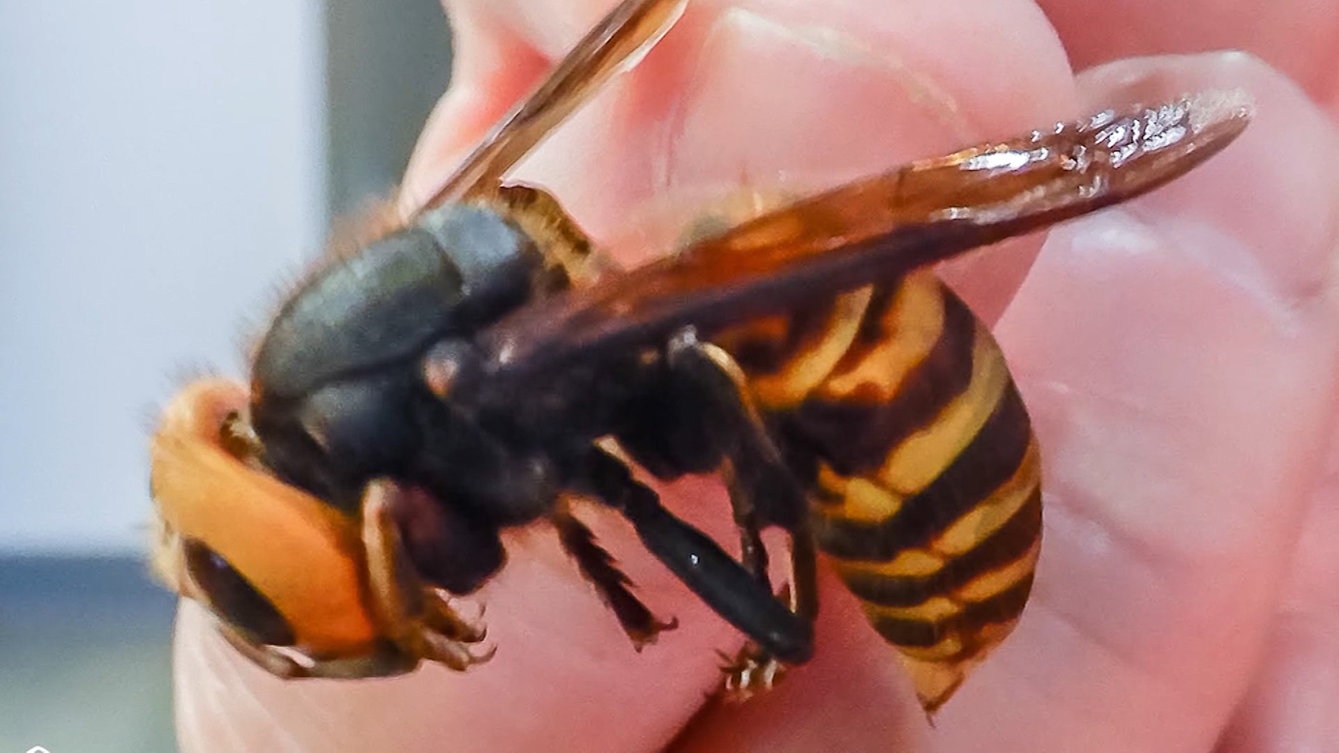 Murder Hornets Spotted in U.S., Pose Risk to Honeybees