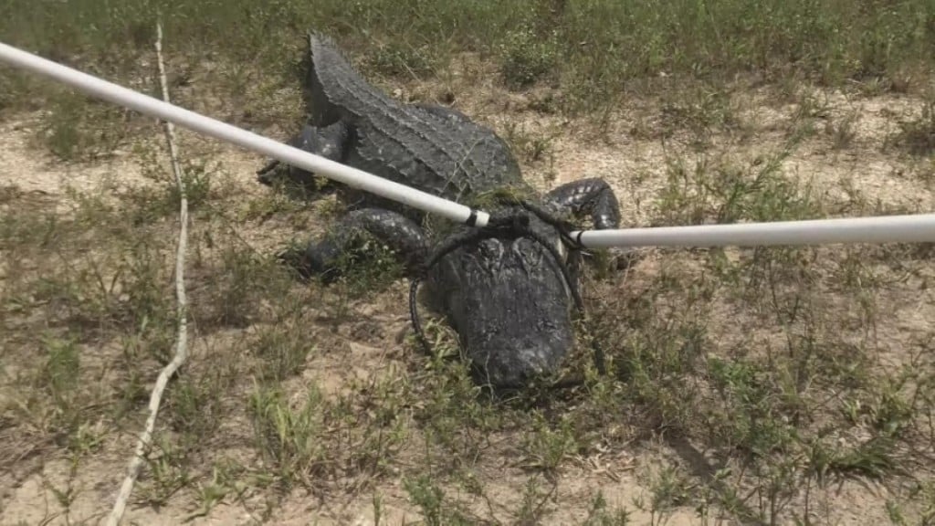 Florida Teen Survives Gator Attack