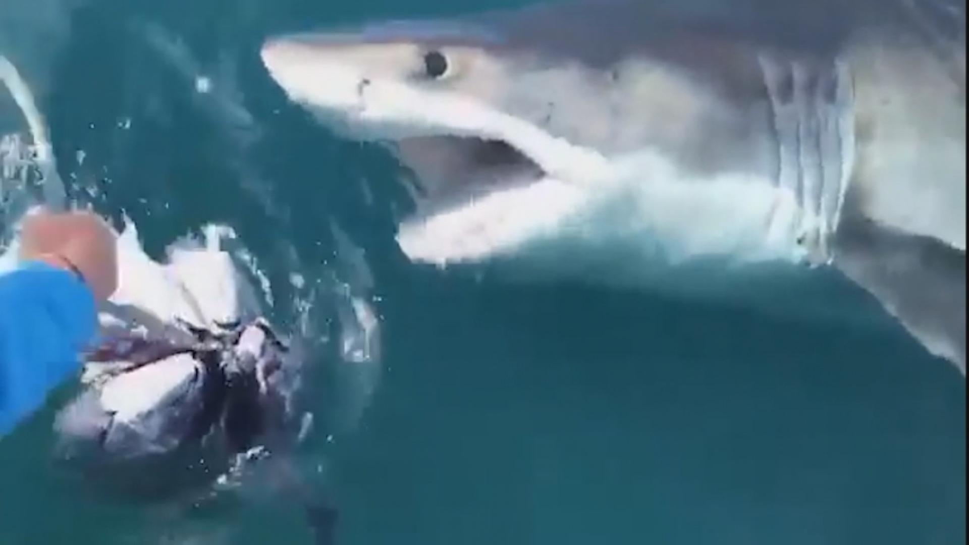 Great White Encounter Caught On Camera Wnky News 40 Television