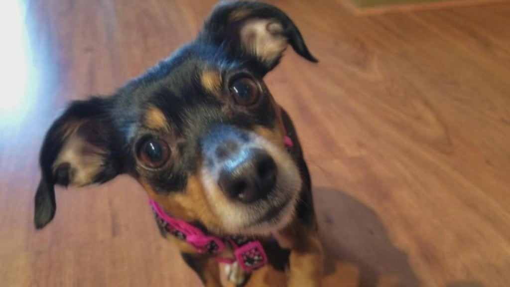 Nc Petanxiety0629 1920x1080