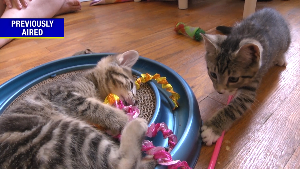 Kittens