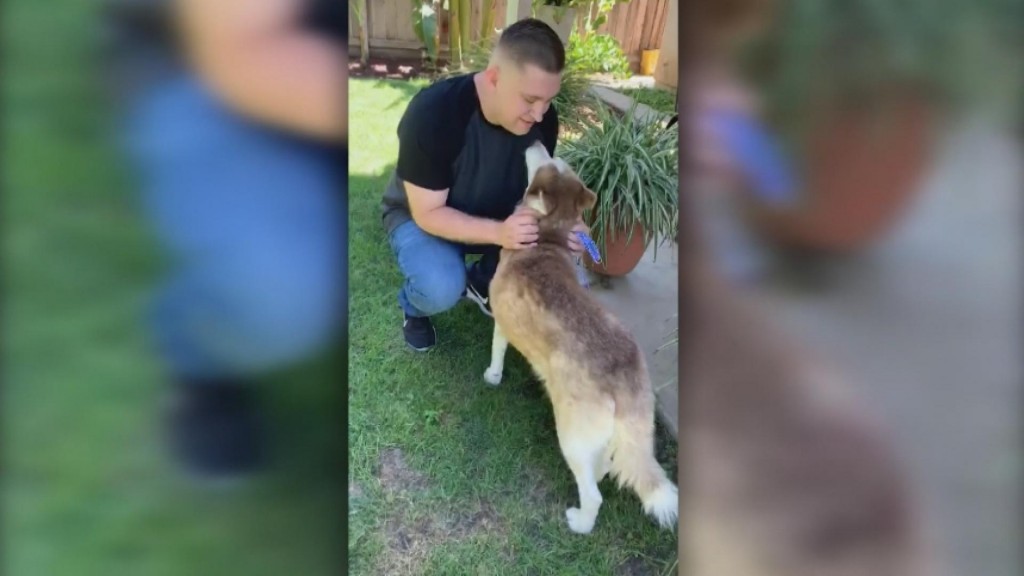 "never Give Up Hope" Lost Dog Comes Home After Seven Years