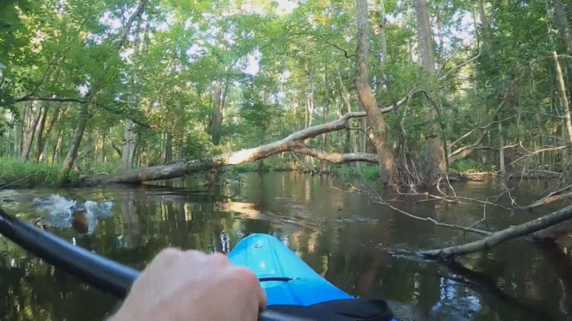 Close Call: Kayaker survives alligator attack - WNKY News 40 Television