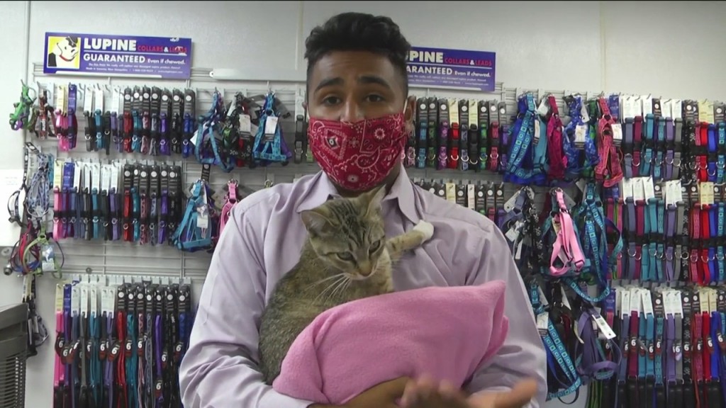 Pet Of The Day Mittens