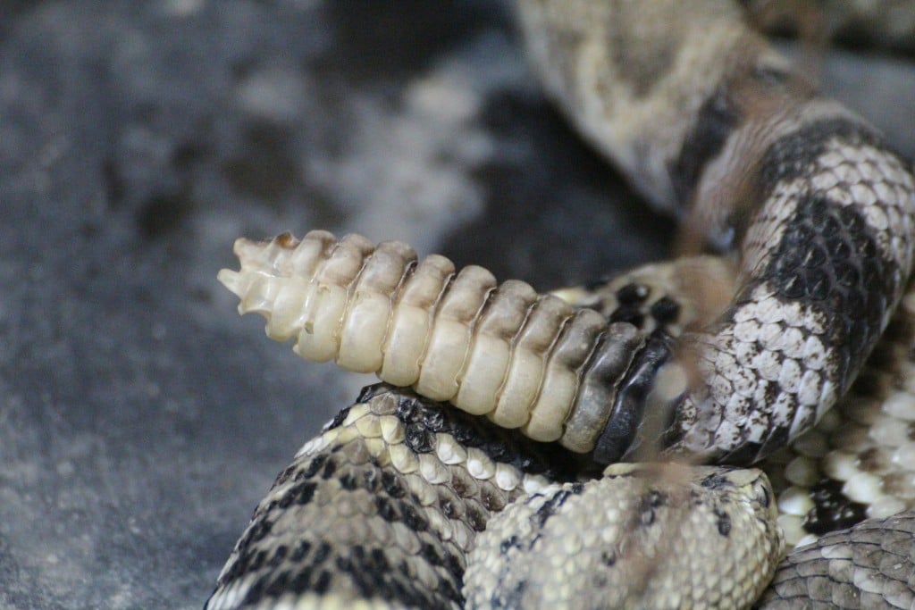 Rattlesnake 415339 1920