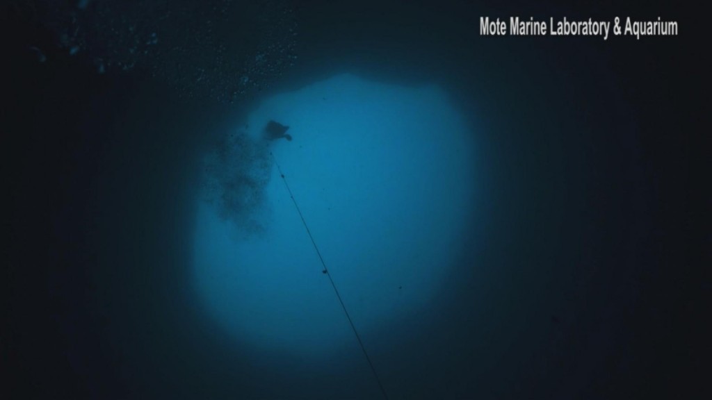 "it's Like Going Into Space" Exploring The Ocean's 'blue Holes'