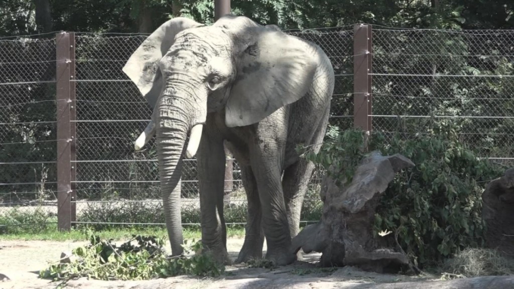 Elephants Eat Storm Debris