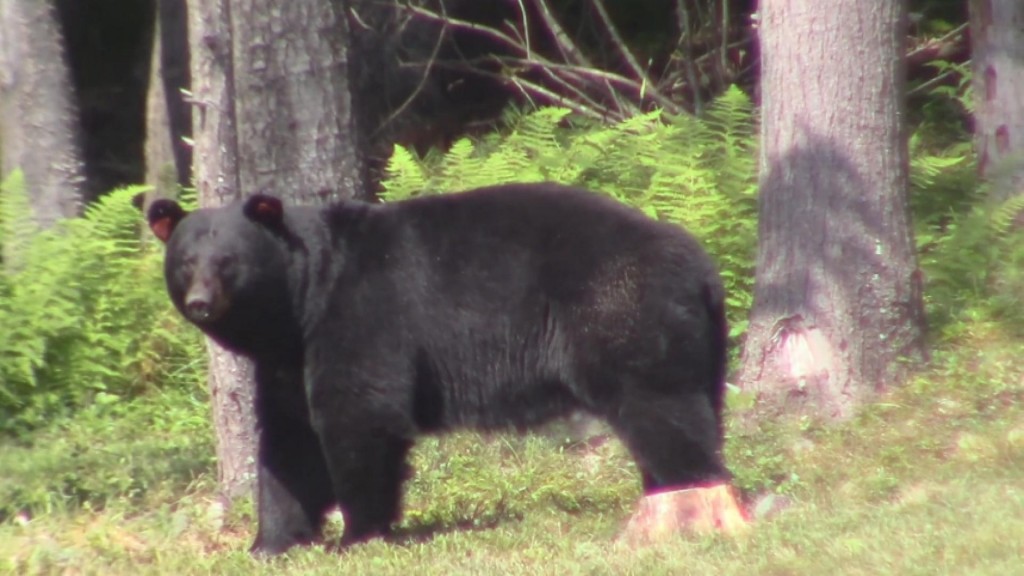 Bear Scare: Jogger Spends Night Trapped In Tree