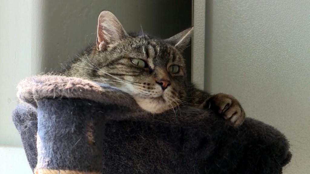 Ruff Haven: Help For Homeless Pets