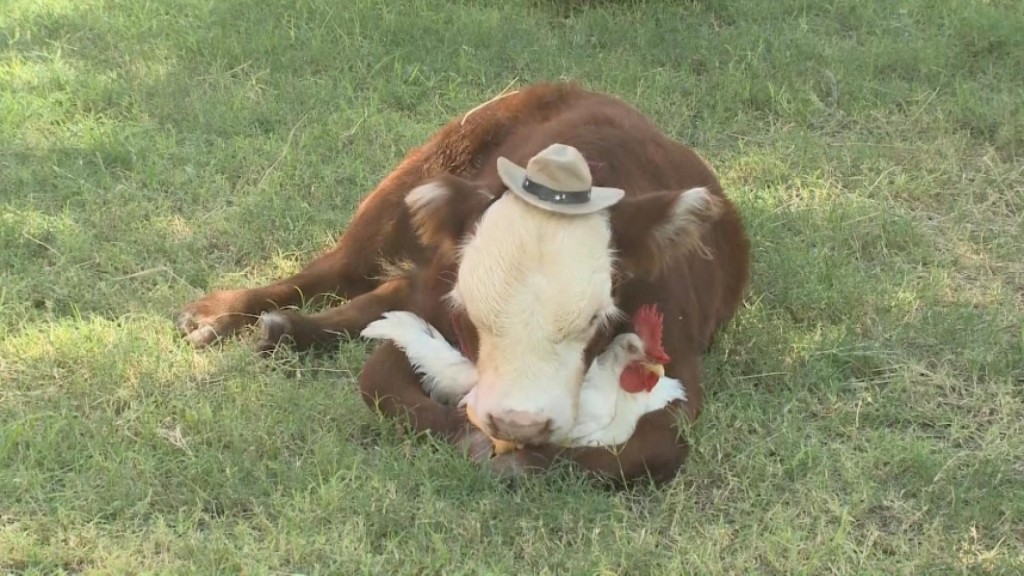 Barnyard Besties: Calf & Chicken Bond At Arizona Sanctuary
