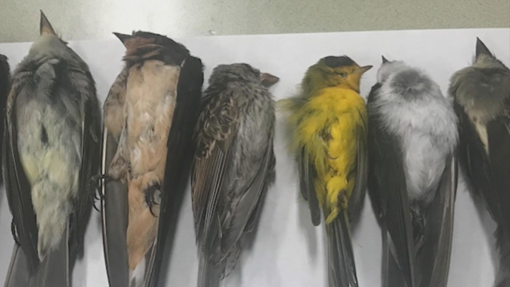 Dead Birds Leave Wildlife Experts Puzzled