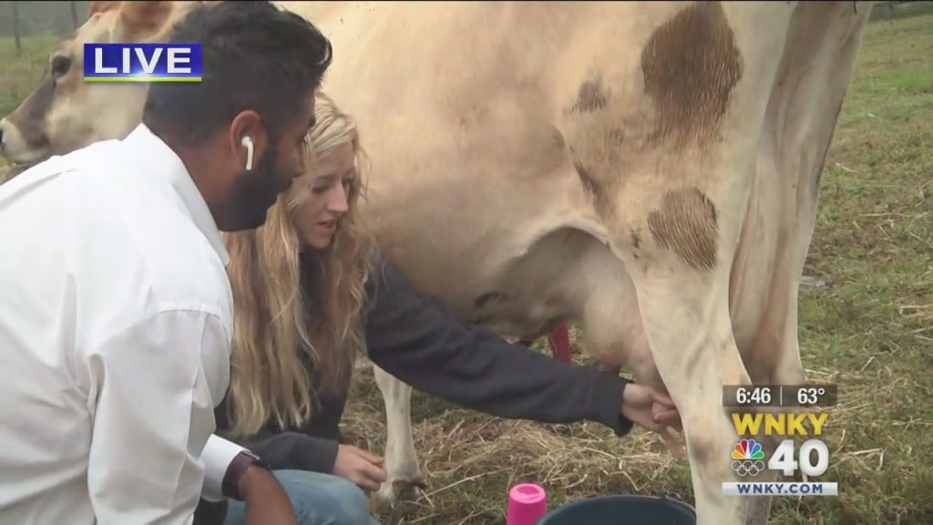 Sunrise Spotlight Cow Milking At Kdu