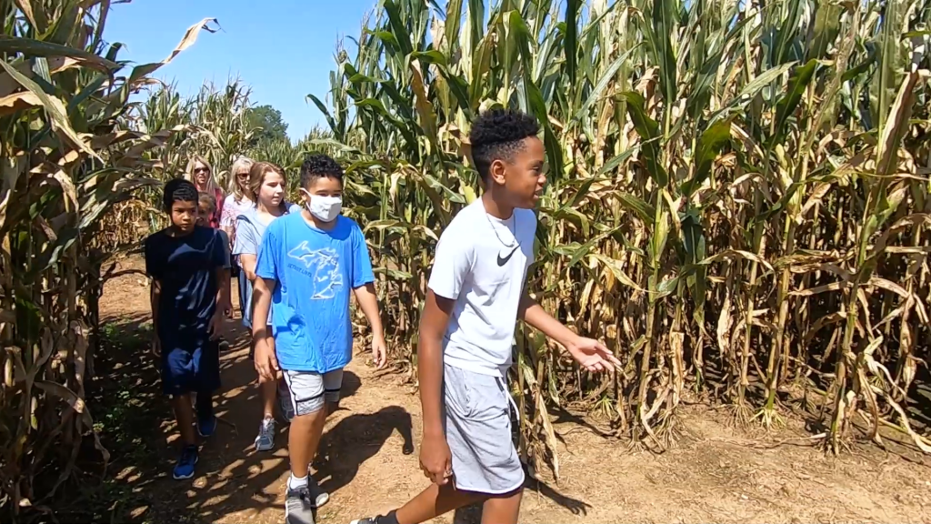Corn Maze